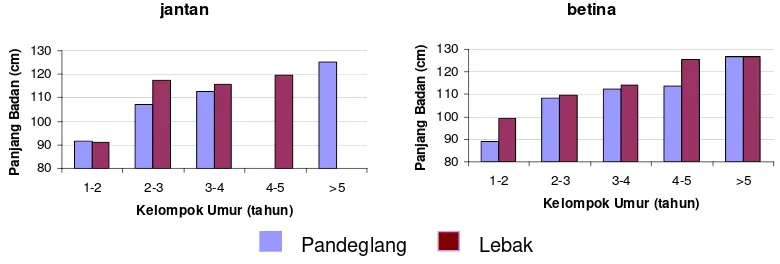 Gambar 3  Perbandingan rataan panjang badan antara kerbau Pandeglang dan Lebak pada setiap kelompok umur dan jenis kelamin