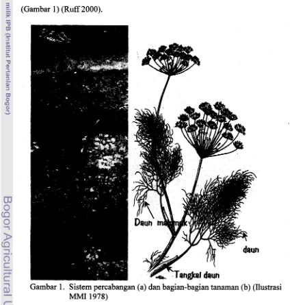 Gambar 1. Sistem percabangan (a) dan bagian-bagian tanaman (b) (Ilustrasi 