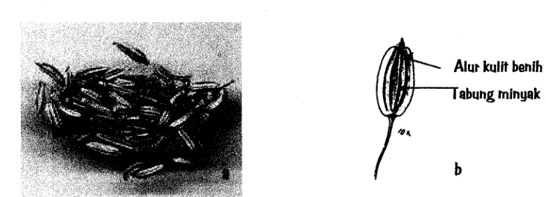 Gambar 3. Buah adas kering (a) (Foto Katzer 1998) dan bagian-bagian buah adas (b) (Ilustrasi MMI 1978) 