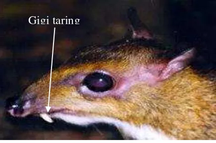 Gambar 3 Perbandingan besar tumbuh kancil jantan dewasa, Tragulus napu lebih besar dibandingkan Tragulus javanicus (Lekagul & McNeely 1977)