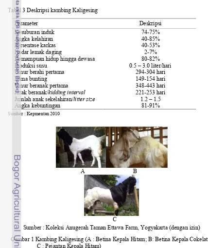 Tabel 3 Deskripsi kambing Kaligesing 