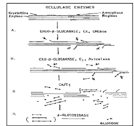 Gambar 6. Skema rangkaian selulolisis (Spano 1975) 