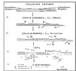 Gambar 6. Skema rangkaian selulolisis (Spano 1975) 