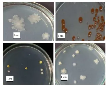 Gambar 1 Penampilan koloni bakteri pada media SWC yang berhasil diisolasi dari spons Jaspis sp