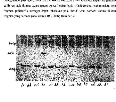 Gambar 3. Elektrogram produk PCR menggunakan pasangan primer OARHH47 dan CSSM-