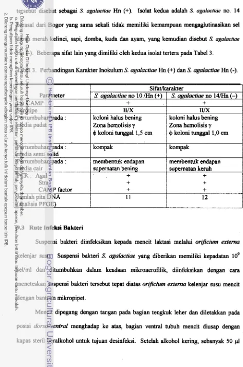 Tabel 3. Perbandingan Karakter Inokulum S. agalactiae Hn (+) dan S. agalactiue Hn (-)