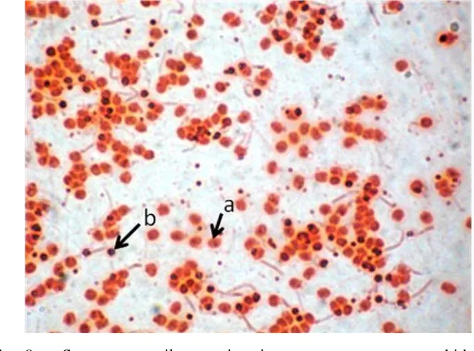 Gambar 9.  Spermatozoa ikan patin siam. a = spermatozoa hidup, b = 