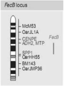 Gambar 1 Posisi gen BMPR-1B pada kromosom 6 pada domba (Lord et al. 1996;                  Lumsden et al