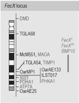 Gambar 4 Struktur gen BMP-15 (Davis et al. 2006). 