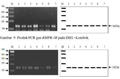 Gambar  9  Produk PCR gen BMPR-1B pada DEG –Lombok. 