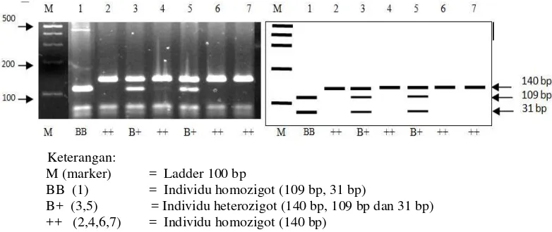 Gambar 12  Genotipe gen BMPR-1B dengan enzim  AvaII . 
