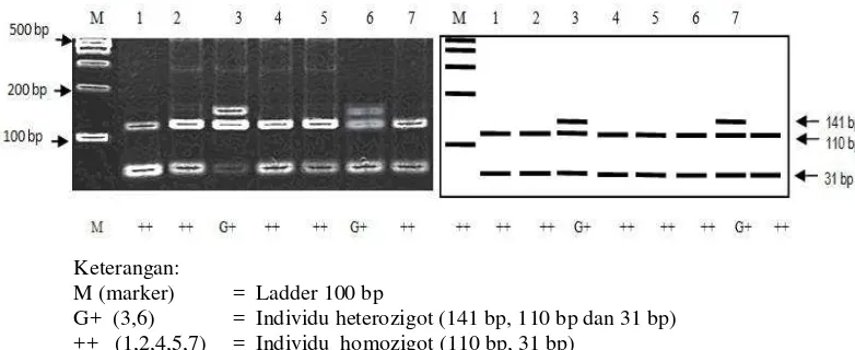 Gambar  14  Genotipe gen BMP-15 dengan enzim HinfI. 