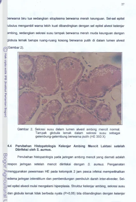 Gambar 2. Sekresi susu dalam lumen alveol ambing mend normal. 