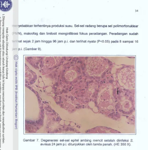 Gambar 7. Degenerasi sel-sel epitel ambing mencit setelah diinfeksi S. 