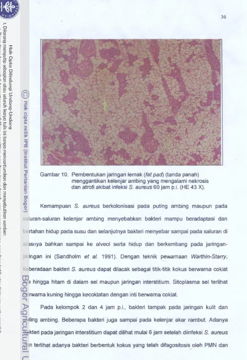 Gambar 10. Pembentukan jaringan lemak (fatpad) (tanda panah) 