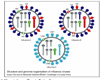 Gambar 3  Virus Influenza Tipe A, B, dan C 