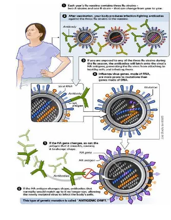 Gambar 4  Ilustrasi Antigenic drift Virus Influenza 