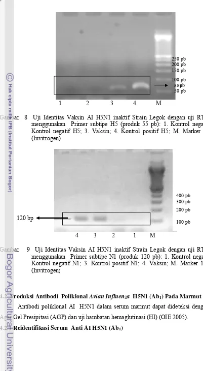 Gambar   9  Uji Identitas Vaksin AI H5N1 inaktif Strain Legok dengan uji RT-PCR 