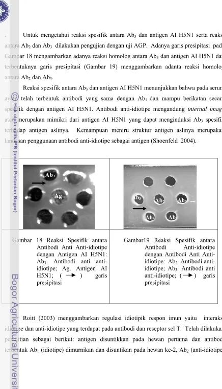 Gambar 18 mengambarkan adanya reaksi homolog antara Ab3 dan antigen AI H5N1 dan 