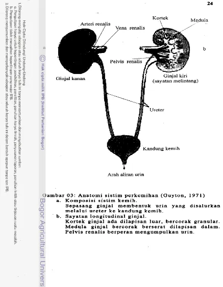 Gambar 03: Anatomi sistim perkemihan (Guyton, 1971) 