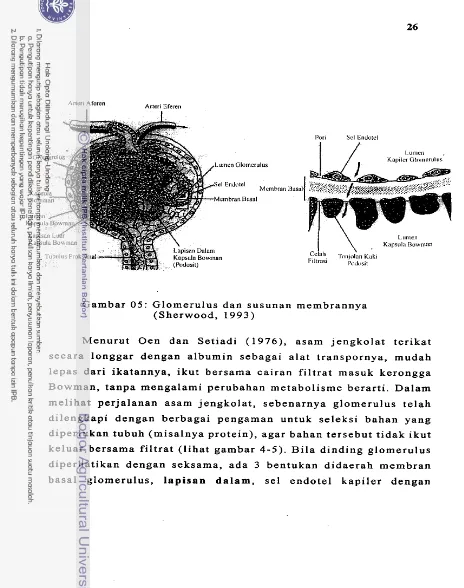 Gambar 05: Glomerulus dan susunan membrannya 