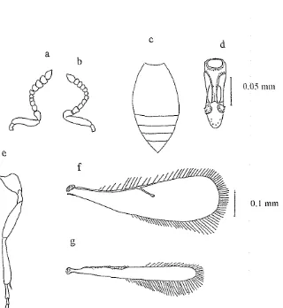Gambar 3. Karakter morfologi T. remus; a : antena betina b: antenna jantan; c: 