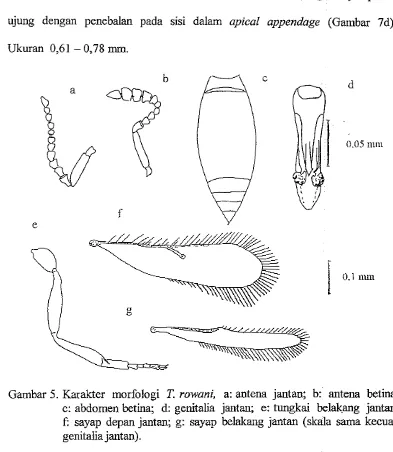 Gambar 5. Karakter morfologi T. rowani, a: antena jantan; b: antena betina; 