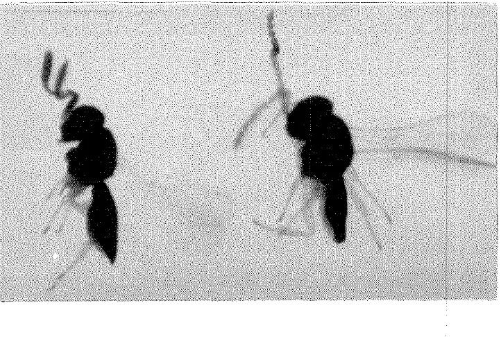Gambar 6. Telenomus dignus, imago betina (kiri) dan imago jantan (kanan) 