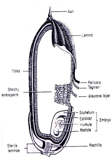 Gambar 2  Struktur biji beras (Sumber: Juliano  1972) 