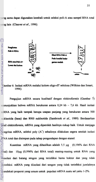 Gambar 6. Isolasi mRNA melalui kolom oligo-dT selulosa (Wilkins dan Smart, 