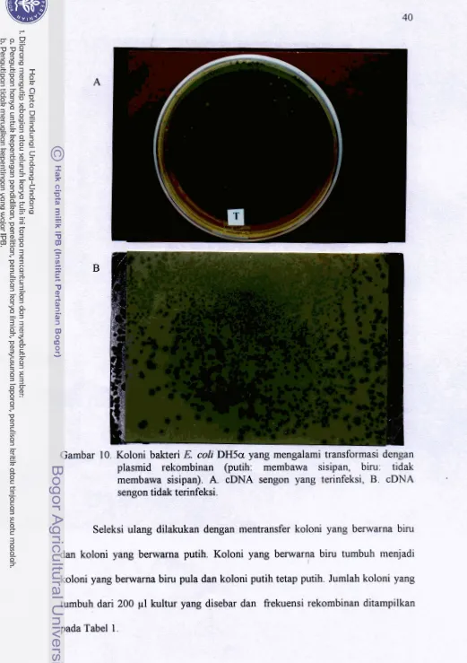 Gambar 10. Koloni bakteri E coli DHSa yang mengalami transformasl dengan 