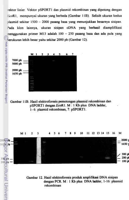 Gambar 1 1B. Hasil elektroforesis pemotongan plasmid rekombinan dan 