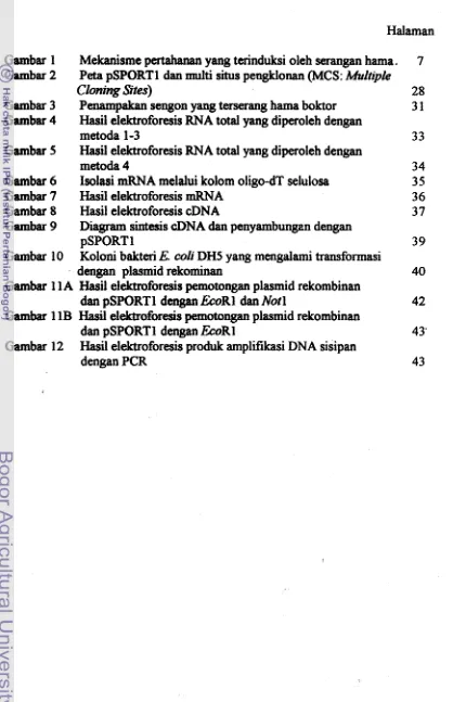 Gambar 5 Hasil elektroforesis RNA total yang diperoleh dengan 