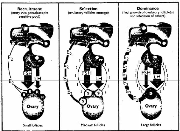 Gambar 3 Proses rekrutmen, seleksi dan dominan pada ovarium selama perkembangan folikel (Senger 1999)