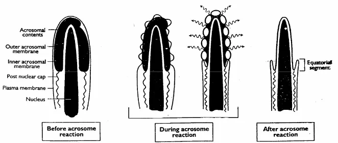 Gambar 5 Perubahan pada sperma selama reaksi akrosom (Senger 1999). 