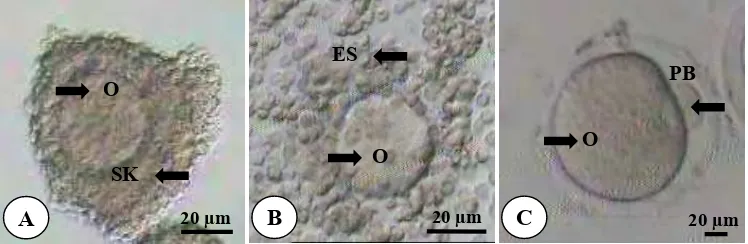 Gambar 7 Pematangan oosit secara in vitro. (A) oosit sebelum pematangan in vitro dengan kumulus kompak, (B dan C) setelah pematangan in vitro