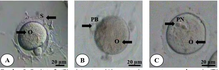 Gambar 8  Oosit terfertilisasi in vitro. (A) penetrasi spermatozoa pada oosit, (B) pelepasan polar bodi II, (C) tahap dua pronukleus