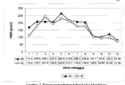 Gambar 2. Rataan pertambahan bobot badan Mandalung 