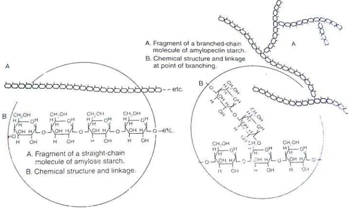Gambar 2 Rantai lurus molekul amilosa dan rantai bercabang molekul amilopektin  