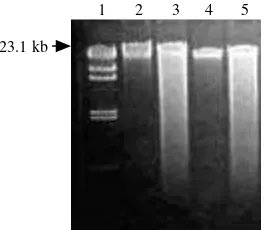 Gambar 2. Amplifikasi PCR DNA kelapa menggunakan primer OA-8.Penanda ukuran DNA 1 kb DNA ladder (lajur 1); DNA kelapaGSK (lajur 2-4) dan DNA kelapa DBI yang diekstraksimenggunakan pasir kuarsa (lajur 8-10); DNA kelapa GSK (lajur5-7) dan DNA kelapa DBI yang diekstraksi menggunakan Ncair (lajur 11-13); Diamplifikasi menggunakan kit A-PE (lajur22, 5, 8, dan 11); Diamplifikasi dengan kit PCSI-P (lajur 3, 6, 9,dan 12); Diamplifikasi dengan kit RTG-PB (lajur 4, 7, 10, dan13.