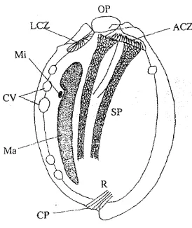 Gambar 1. Struktur tubuh dari Po(vplasiron nzulfivesiculatu~n 