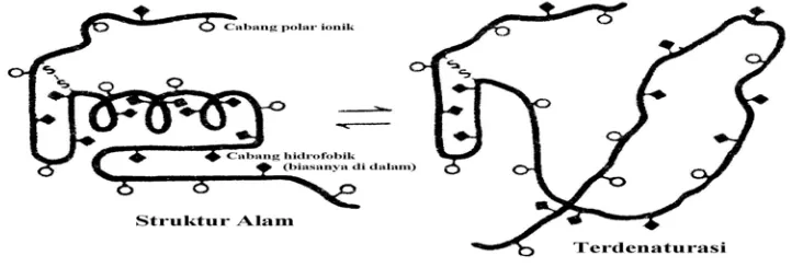 Gambar 3  Sketsa proses denaturasi protein (Brandts 1967 dalam Winarno 1991) 