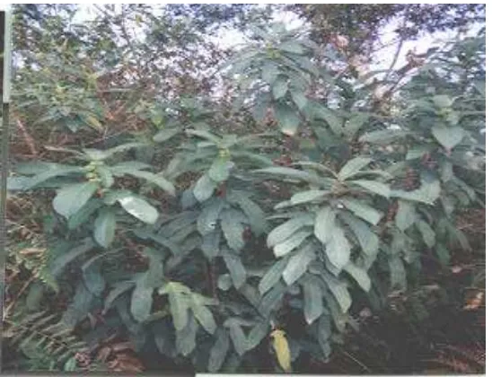 Gambar 17 Hijauan lahan gambut bakauan (Ficus hirta Vahl). 