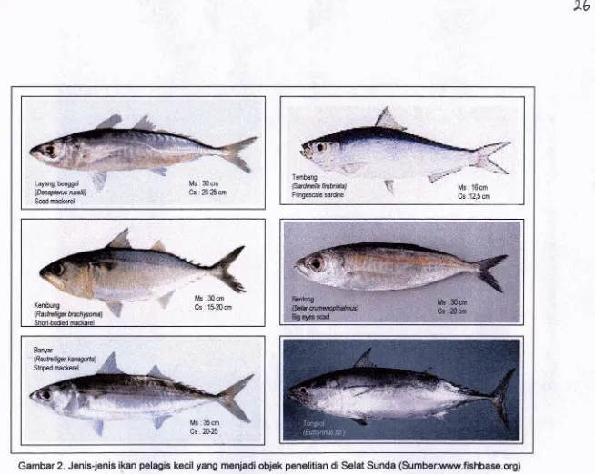 Gambar 2. Jenis-jenis ikan pelagis kecil yang menjardi objek penelitian di Selat Sunda (Surnbsllvrrww.flshbase.org) 