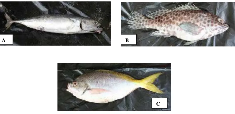 Gambar 2   Jenis ikan-ikan sampel yang digunakan dalam penelitian. A= tuna/tongkol (Scombridae), B=kerapu (Serranidae) dan C=ekor kuning (Caesionidae) 