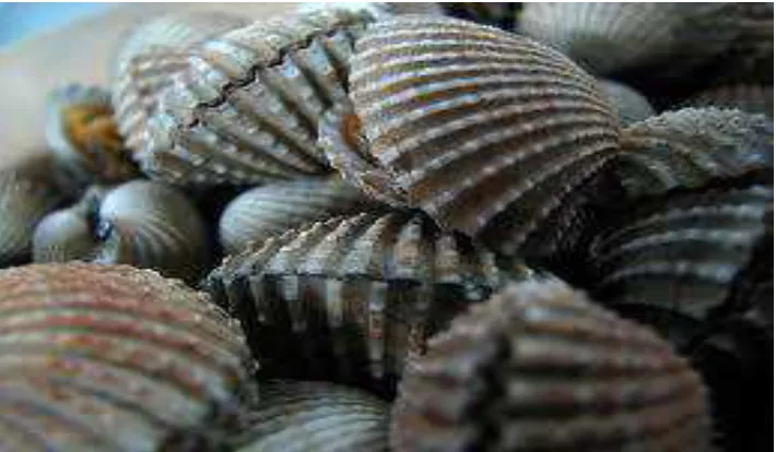 Gambar 2. Kerang darah (Anadara granosa) 