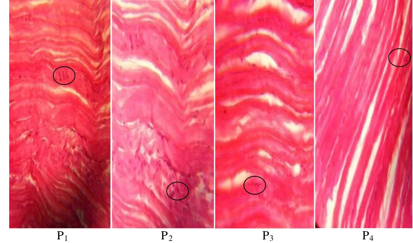 Gambar 5 Gambaran jaringan kulit  ikan nila yang mengalami pendarahan. 