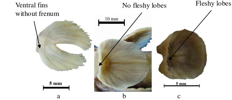 Figure 6 Ventral view of pelvic fins (a) Without frenum; (b) Frenum without fleshy lobes; (c) Frenum with fleshy lobes 