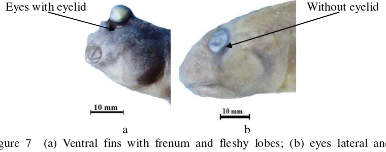 Figure 8  Head pores type (a) A pair  and (b) A single of anterior interorbital pore(s) 