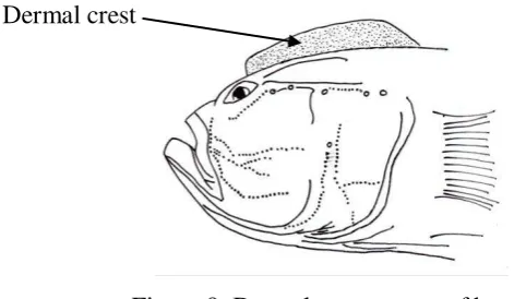 Figure 9  Dermal crest on top of head. 